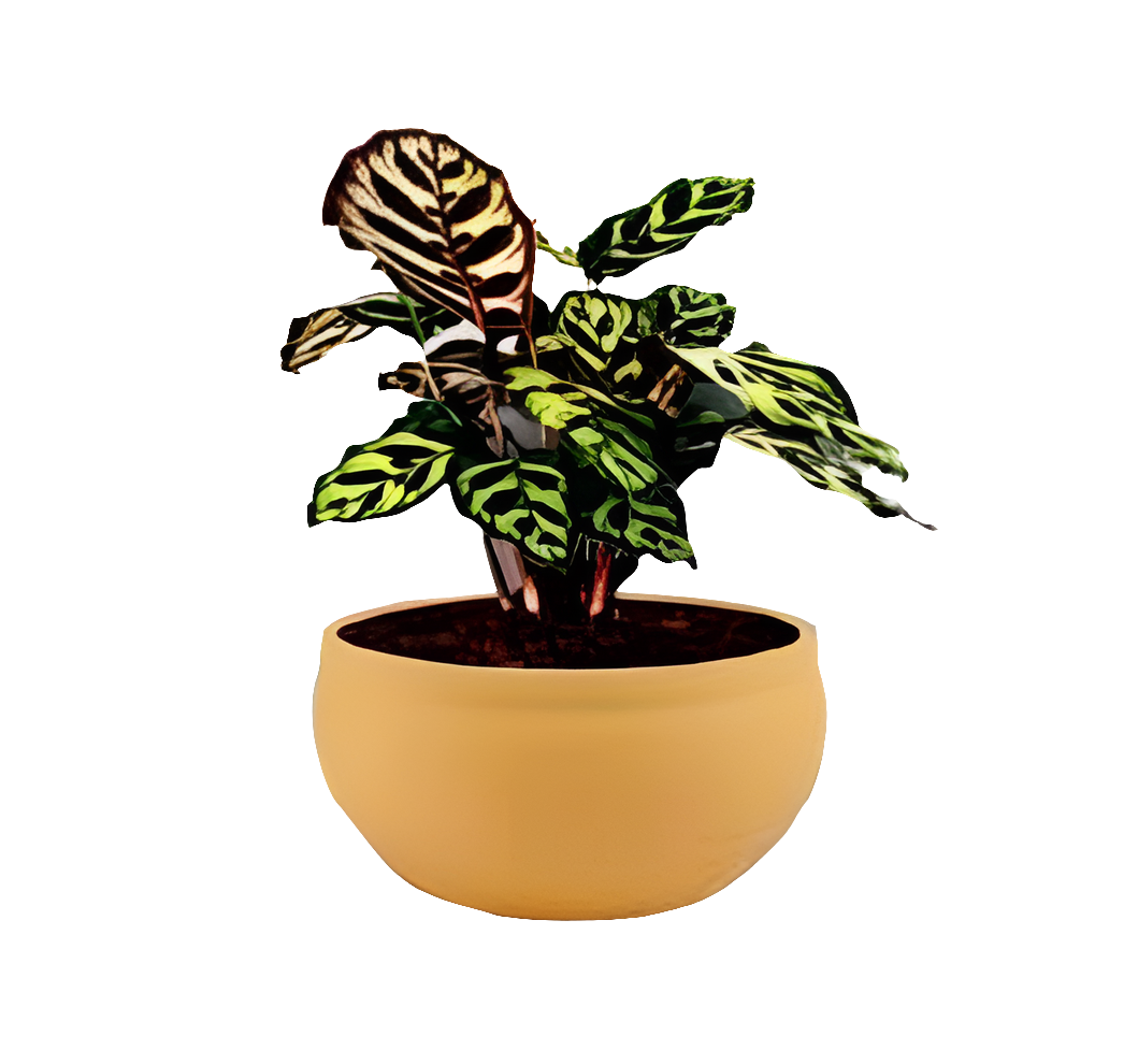 PCP07 Ceramic pot Bowl Small Table Top Planters pot multicolour