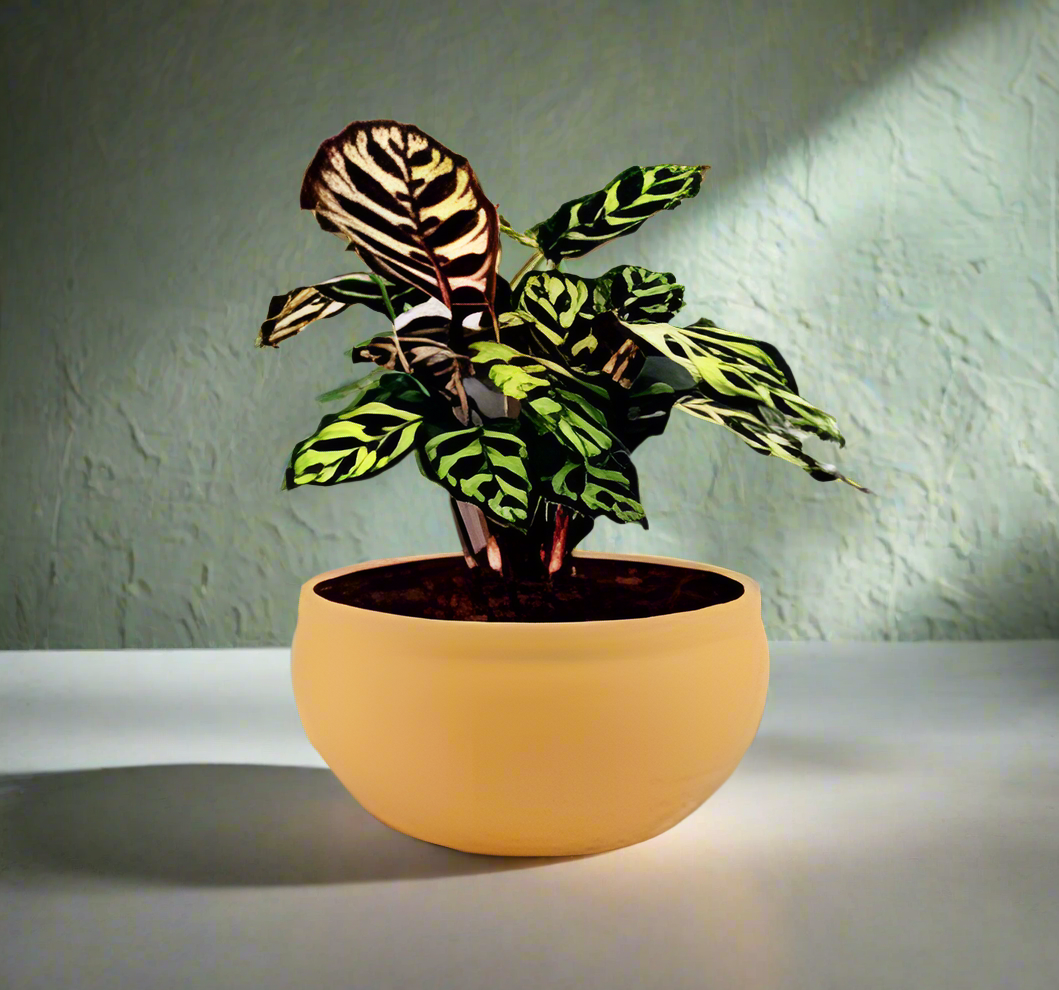 PCP07 Ceramic pot Bowl Small Table Top Planters pot multicolour