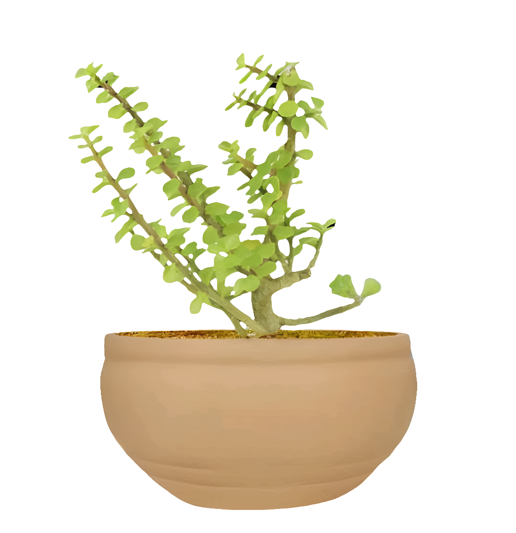 PCP07 Ceramic pot Bowl Small Table Top Planters pot multicolour