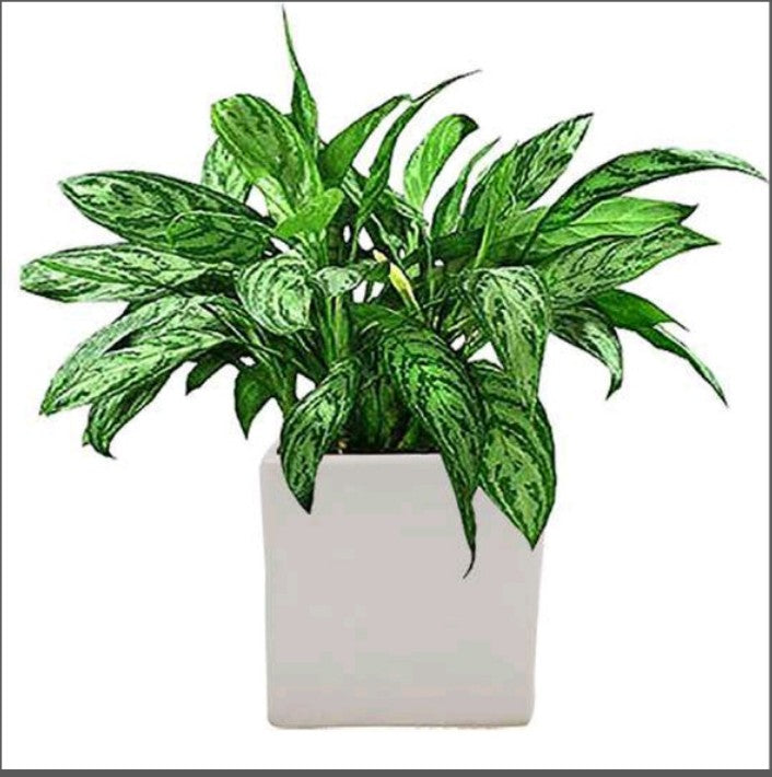 PCP01 Ceramic pot Alora 4Inch Table Top Planters pot