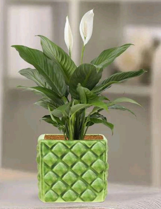 PCP03 Ceramic pot Alpha Table Top Planters pot