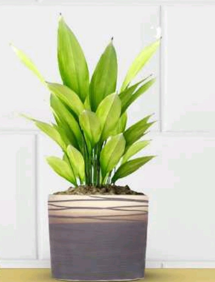 PCP05 Ceramic pot Arid11 Table Top Planters pot