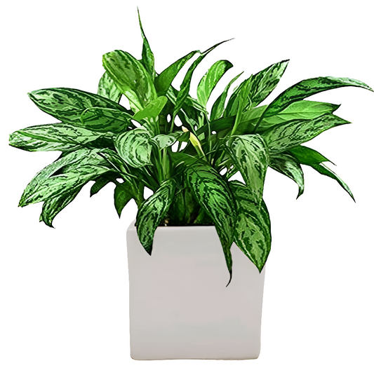 PCP02 Ceramic pot Alora 3Inch Table Top Planters pot