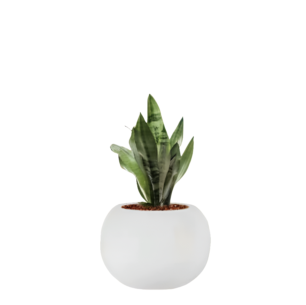 PCP06 Ceramic pot Bony white Table Top Planters pot