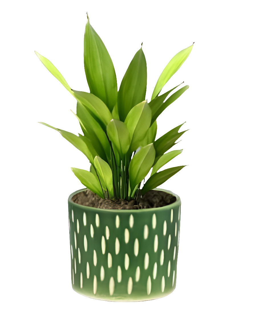 PCP05 Ceramic pot Arid11 Table Top Planters pot