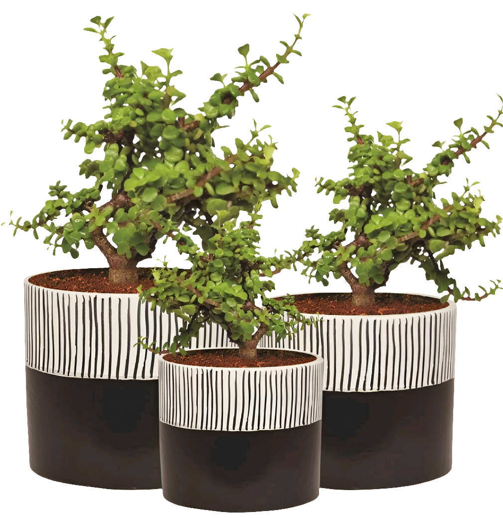 PCP04 3set Ceramic pot Arid11 Table Top Planters pot