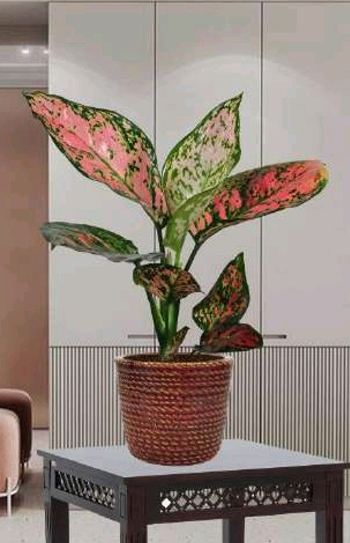 PCP11 Ceramic pot Chris Table Top Planters pot multicolour