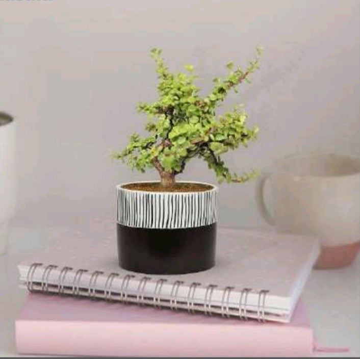 PCP05 Ceramic pot Arid11 Table Top Planters pot