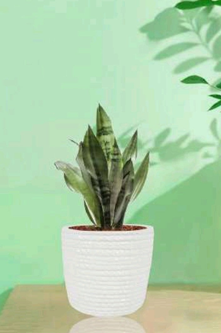 PCP11 Ceramic pot Chris Table Top Planters pot multicolour